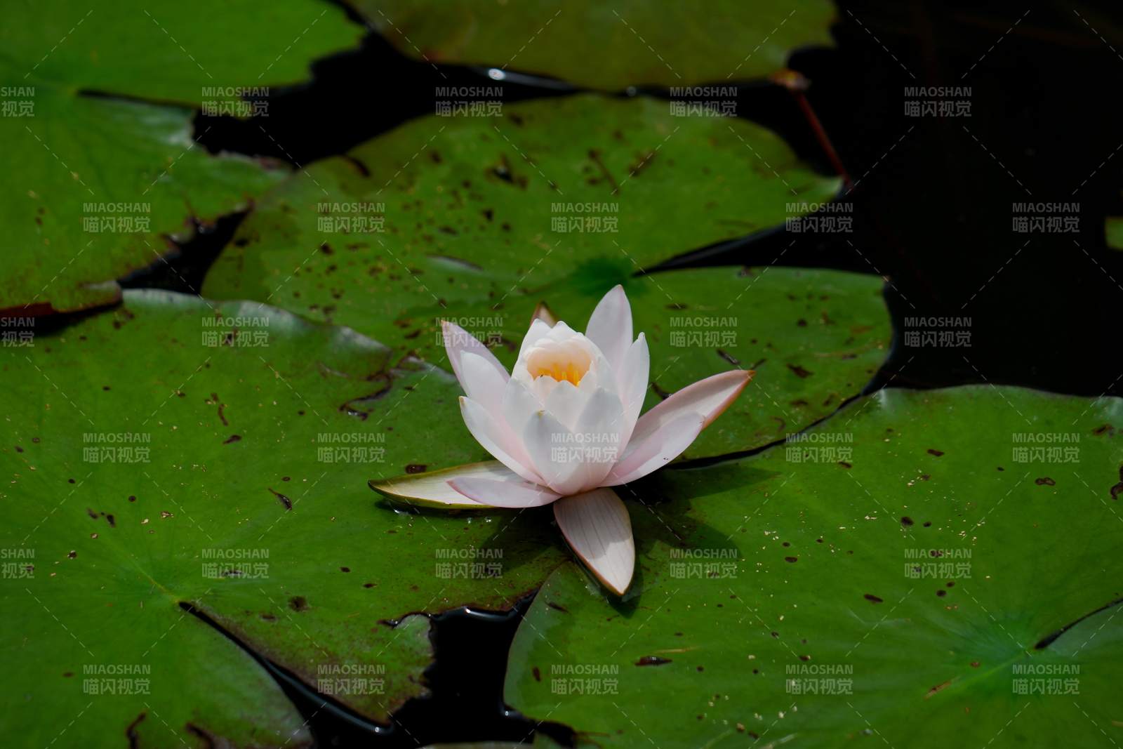 池塘中的白色睡蓮