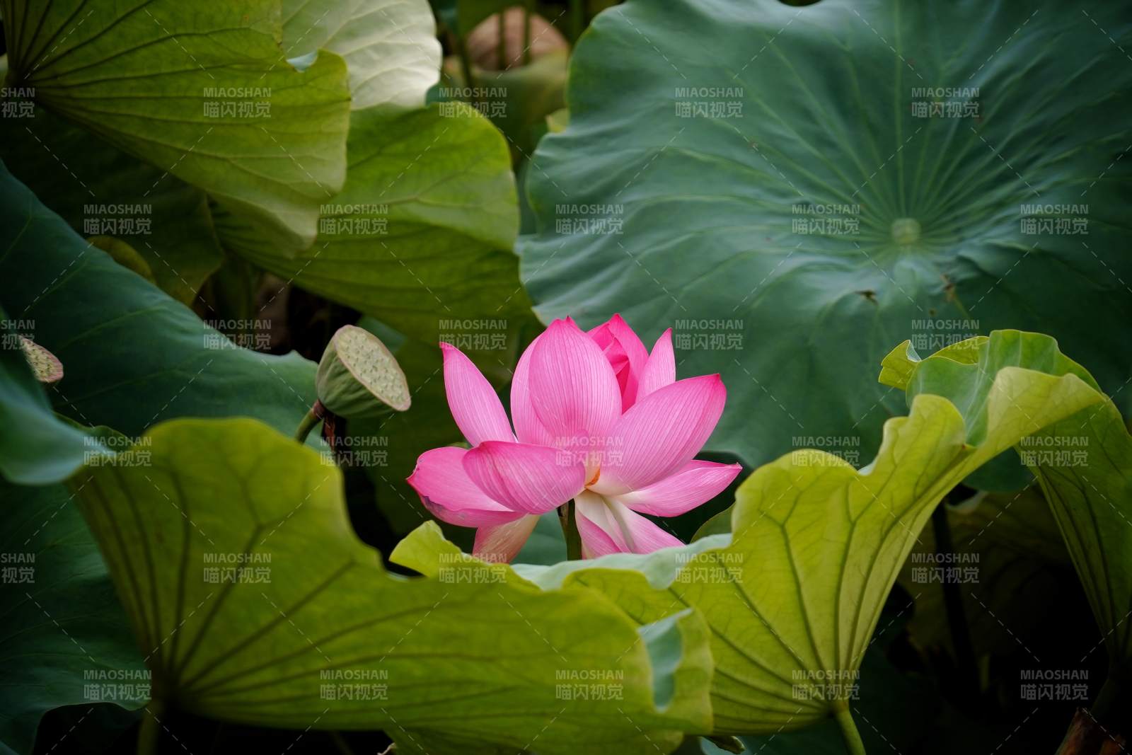 蓮花綻放 綠葉環繞