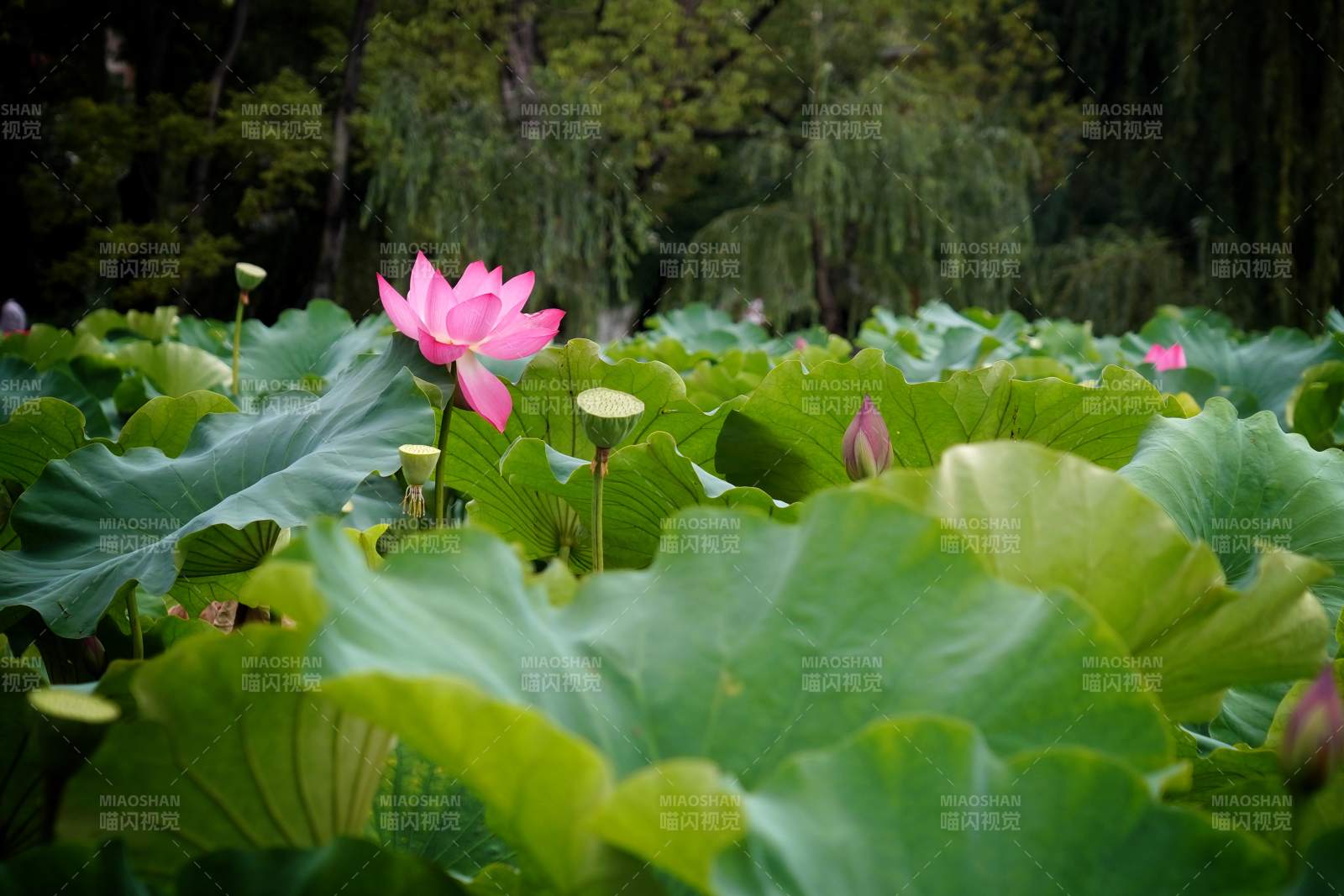 荷塘中的粉色蓮花