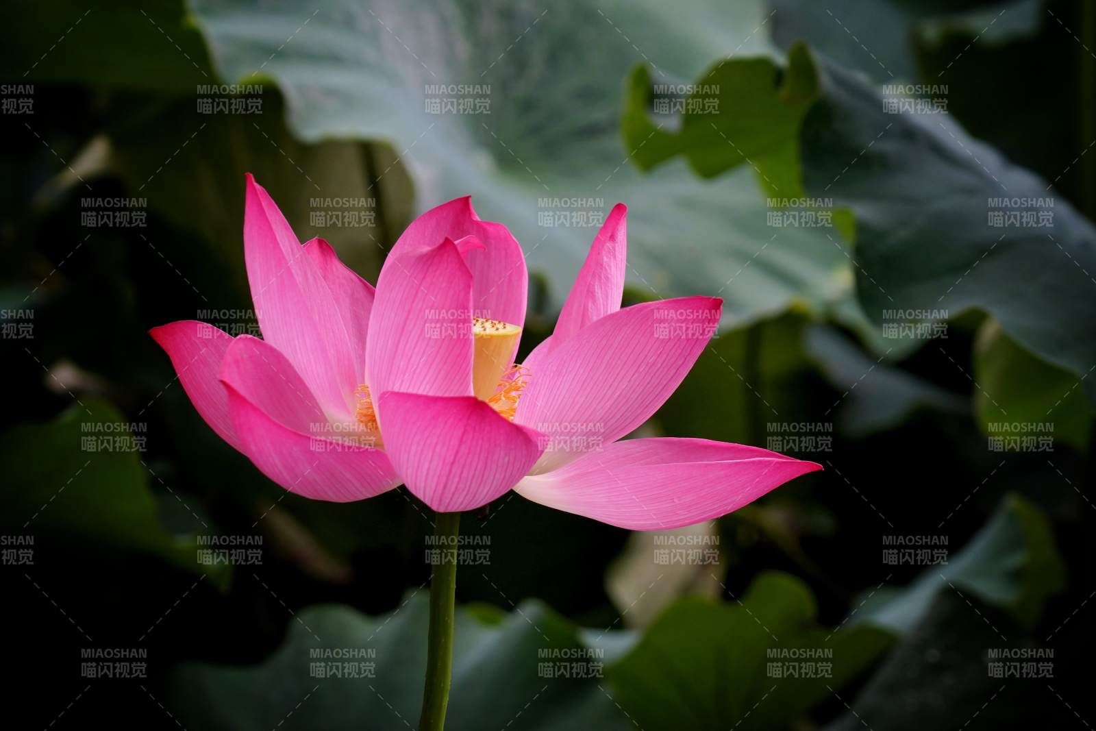 粉色蓮花綻放于綠葉間
