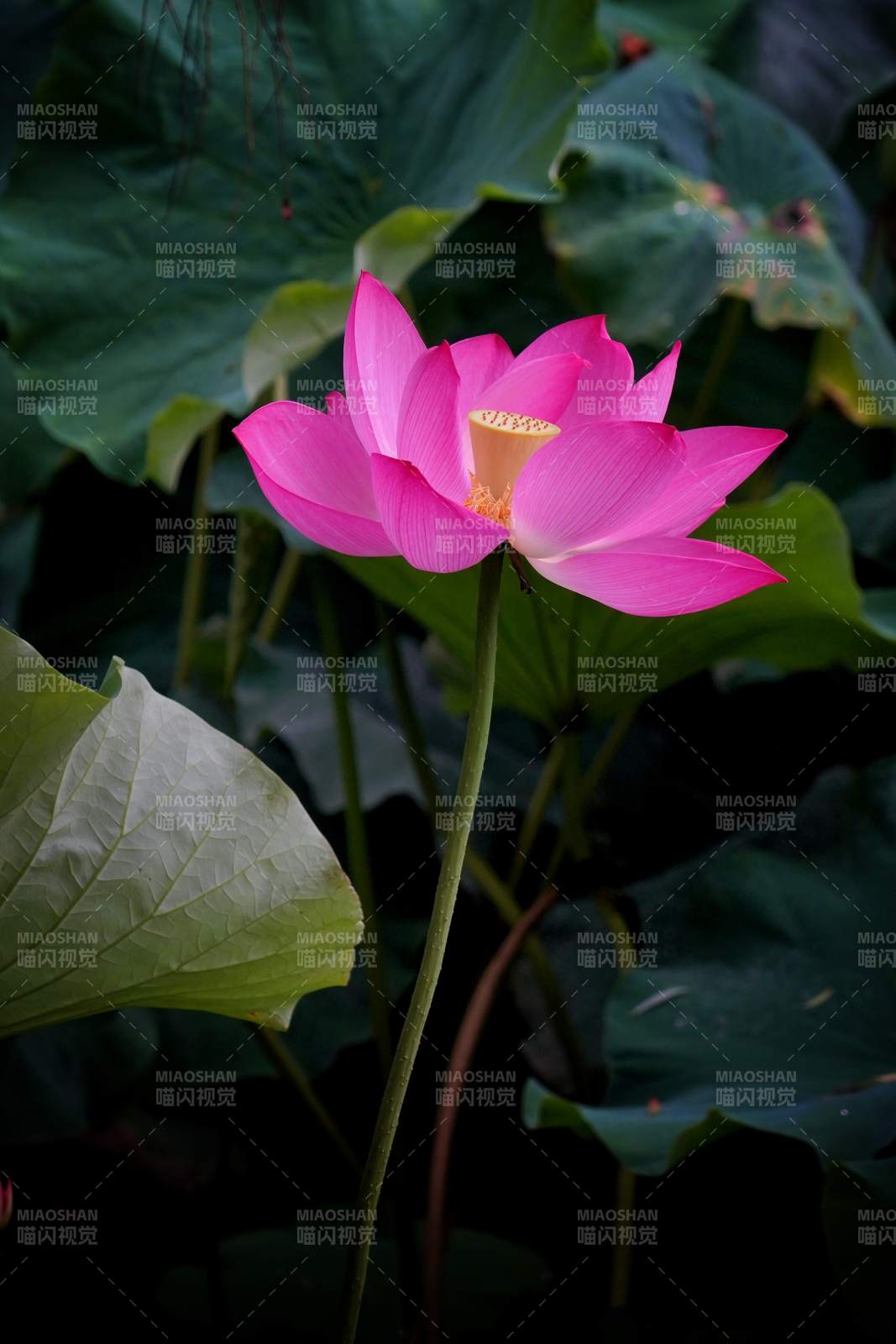 粉紅蓮花靜謐綻放