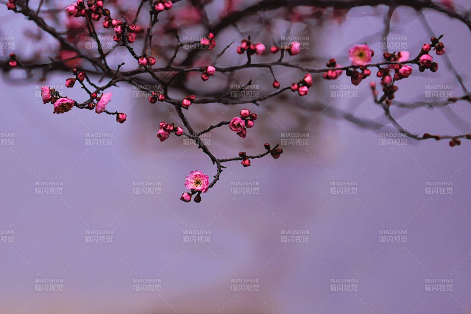 梅花綻放 春意盎然