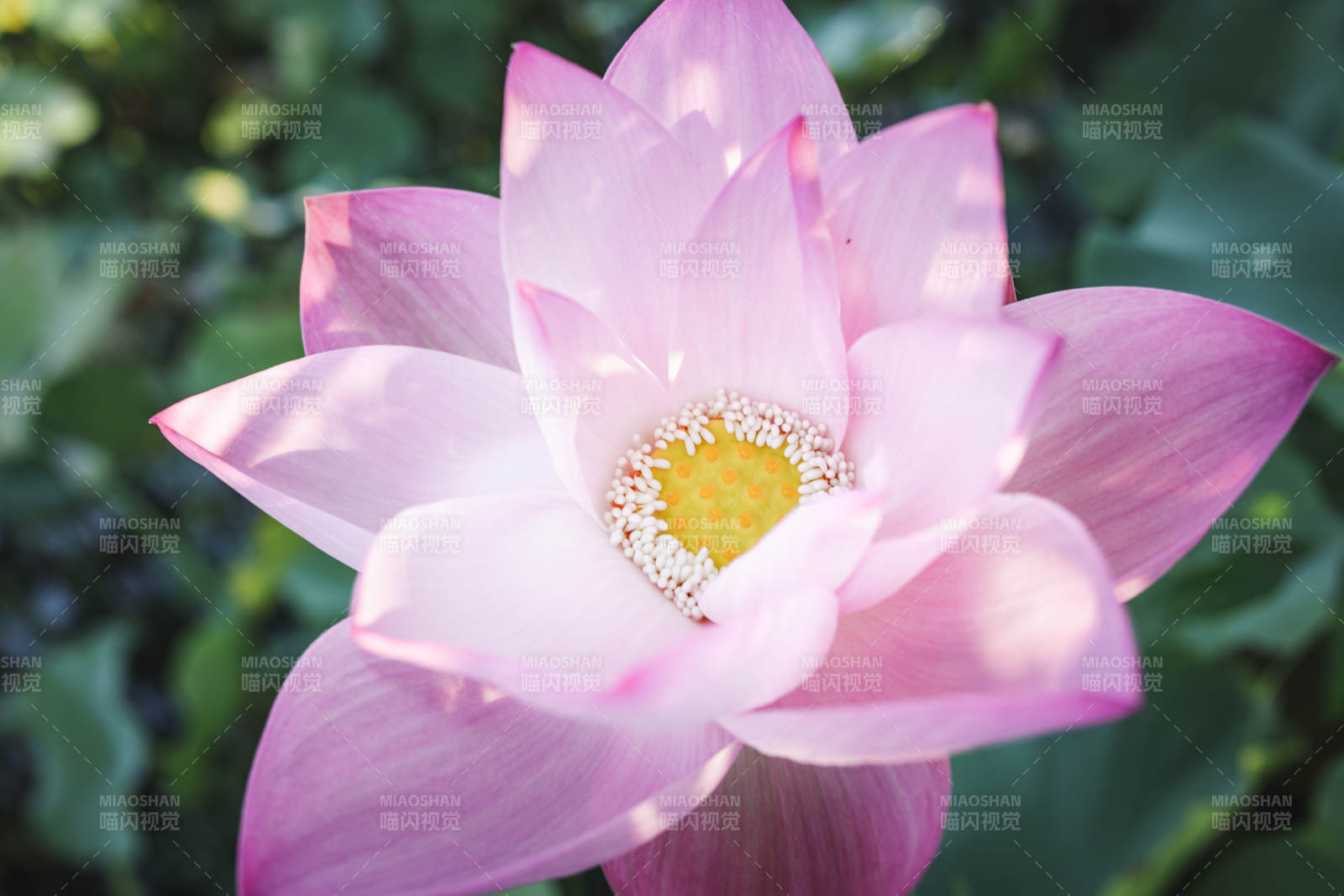 粉色蓮花綻放之美