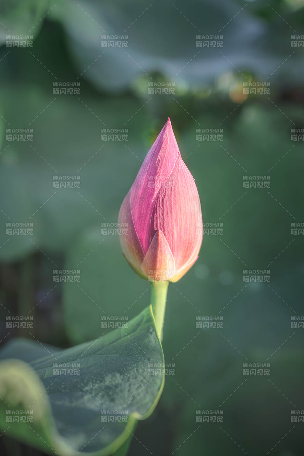 含苞待放的蓮花蕾