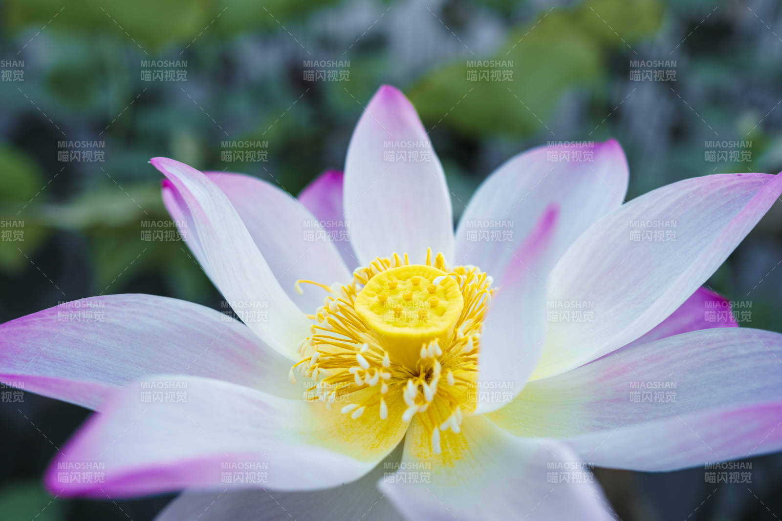 蓮花綻放 清新雅致