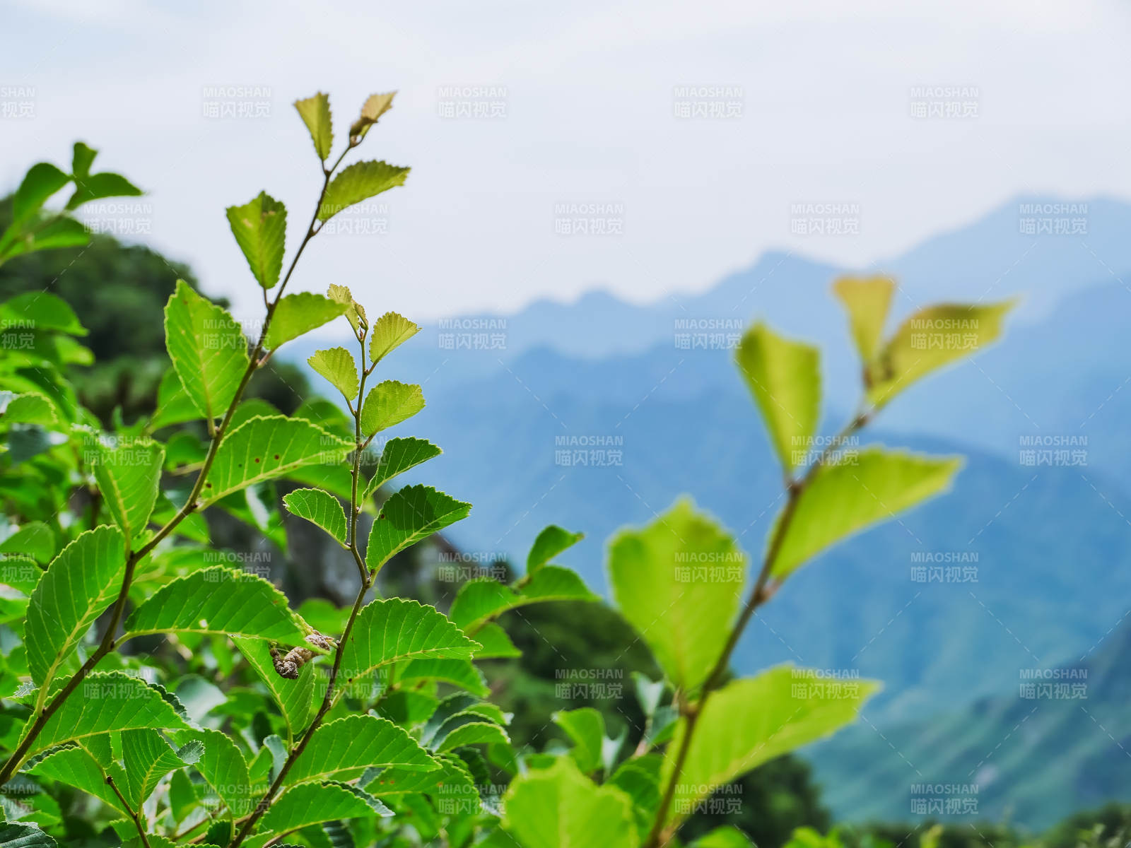 山間綠葉映青山