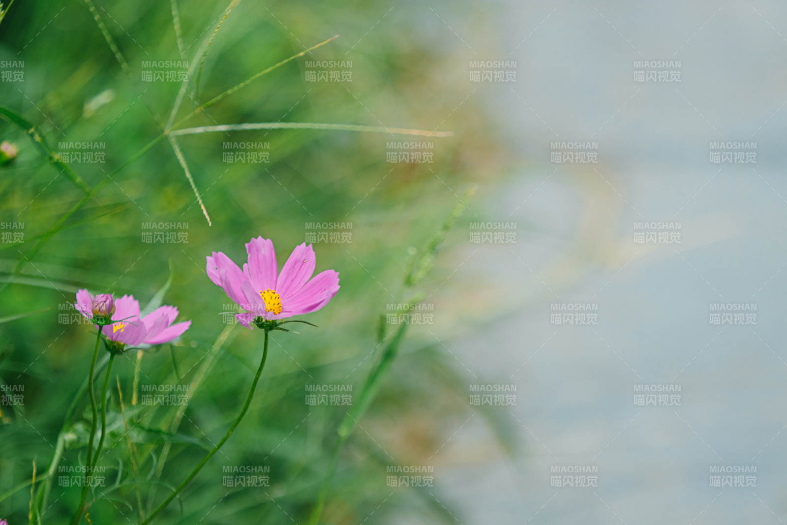 粉色花朵與綠草相伴