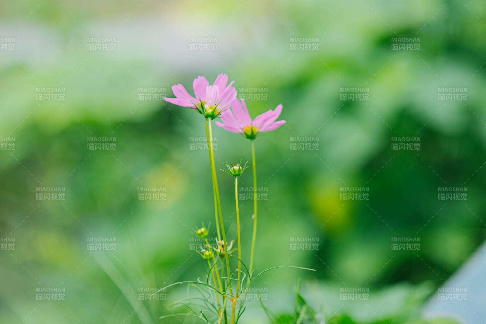粉色花朵在綠葉中綻放