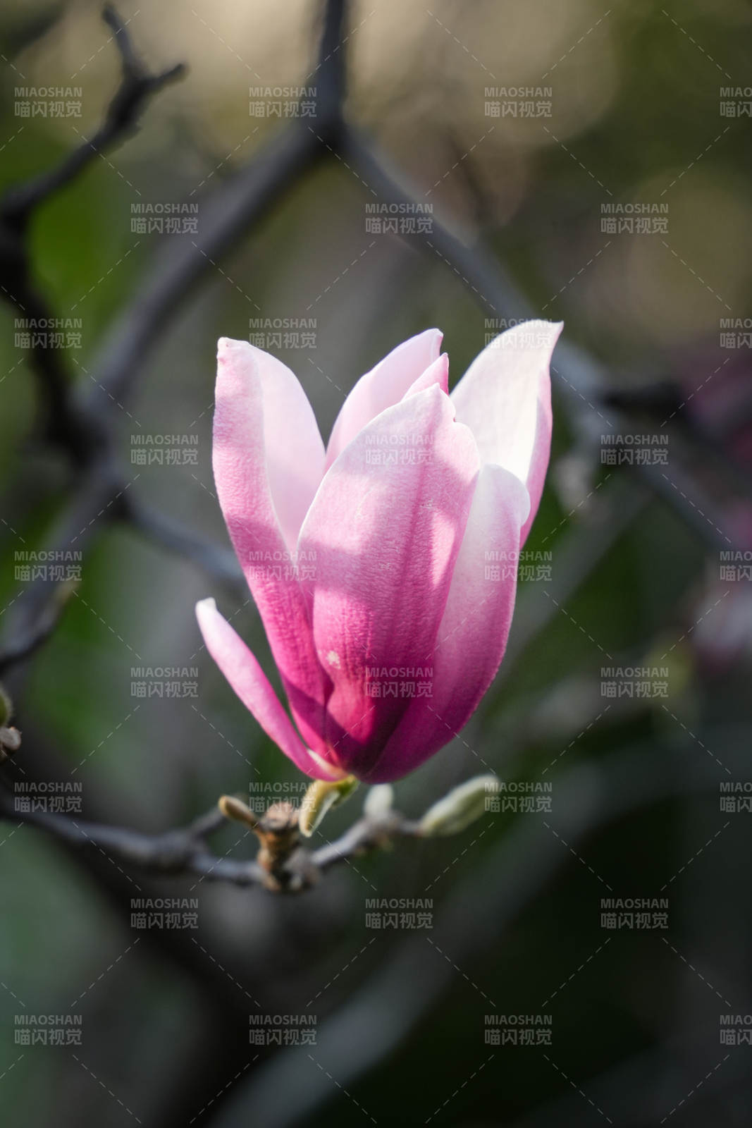 粉色玉蘭花綻放枝頭