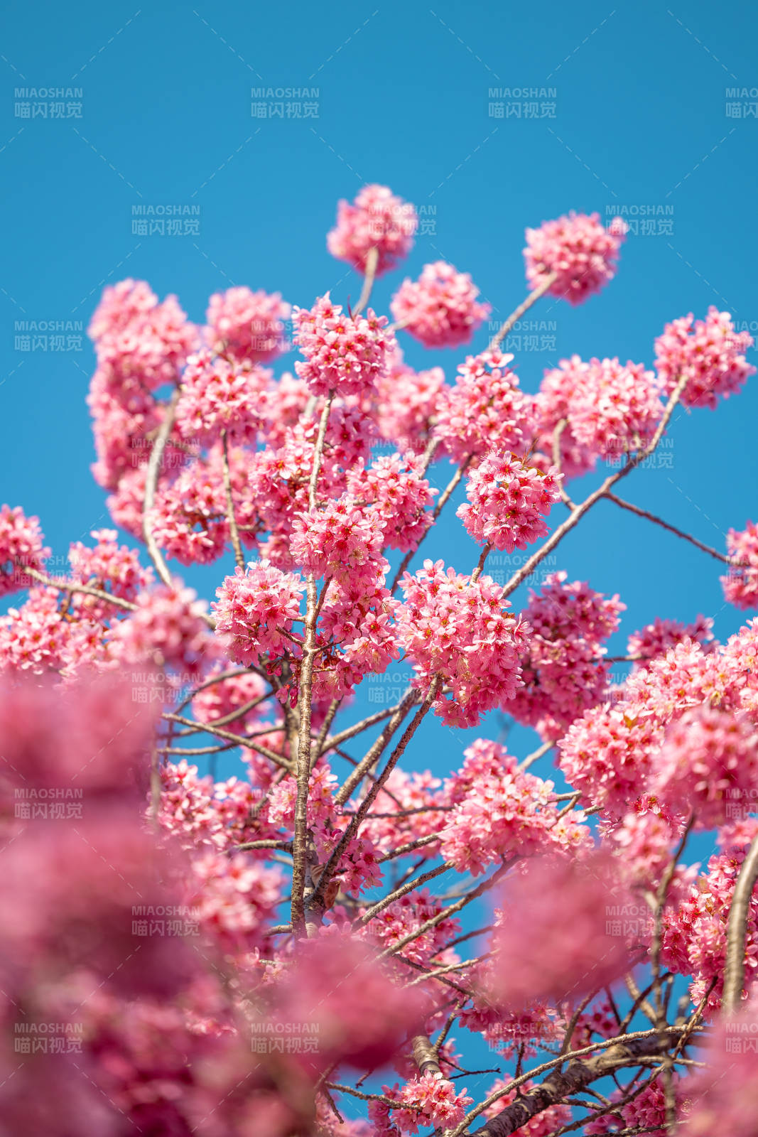 紫花風(fēng)鈴木盛開 藍(lán)天映襯