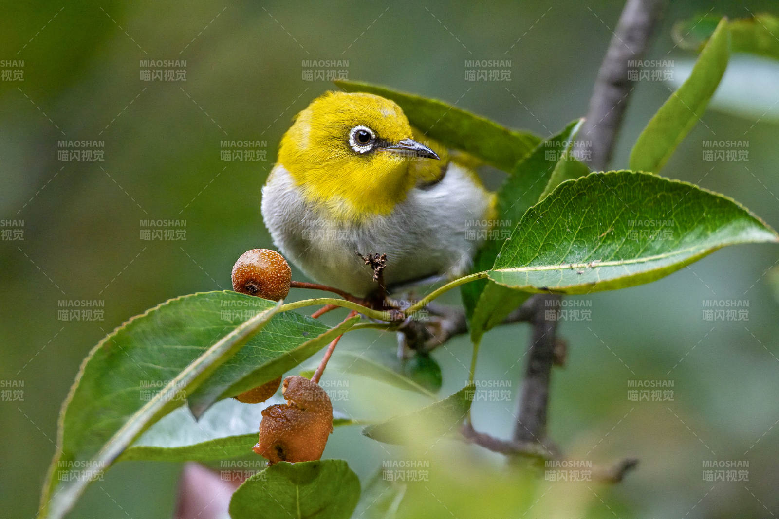 繡眼鳥棲枝頭 果實相伴