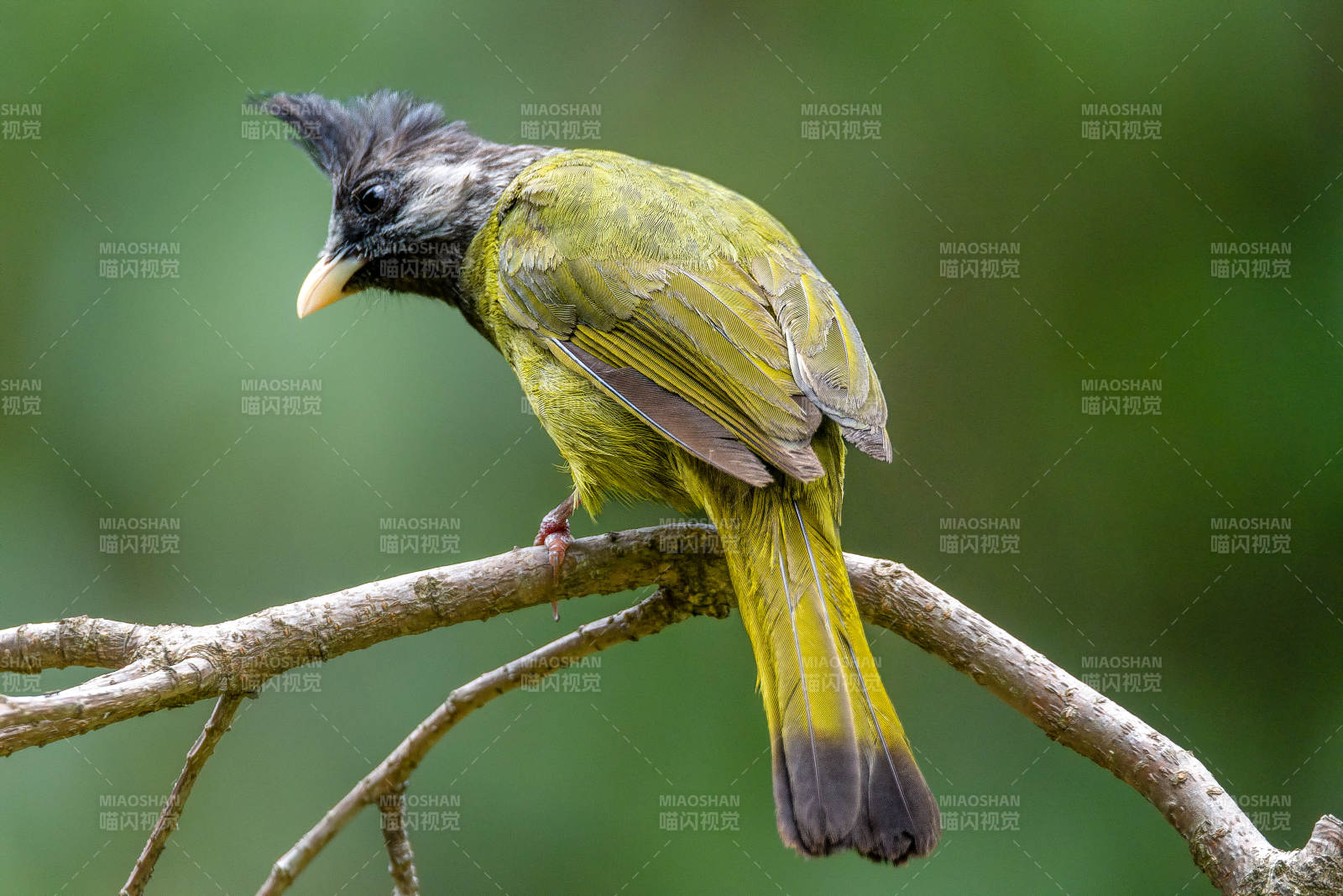 鳳頭雀嘴鵯棲息枝頭