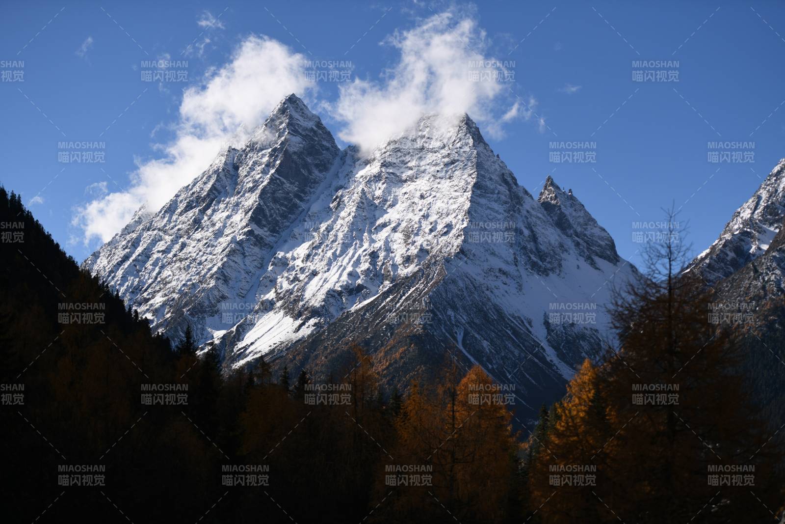 四川四姑娘山雪山秋林 靜謐之美