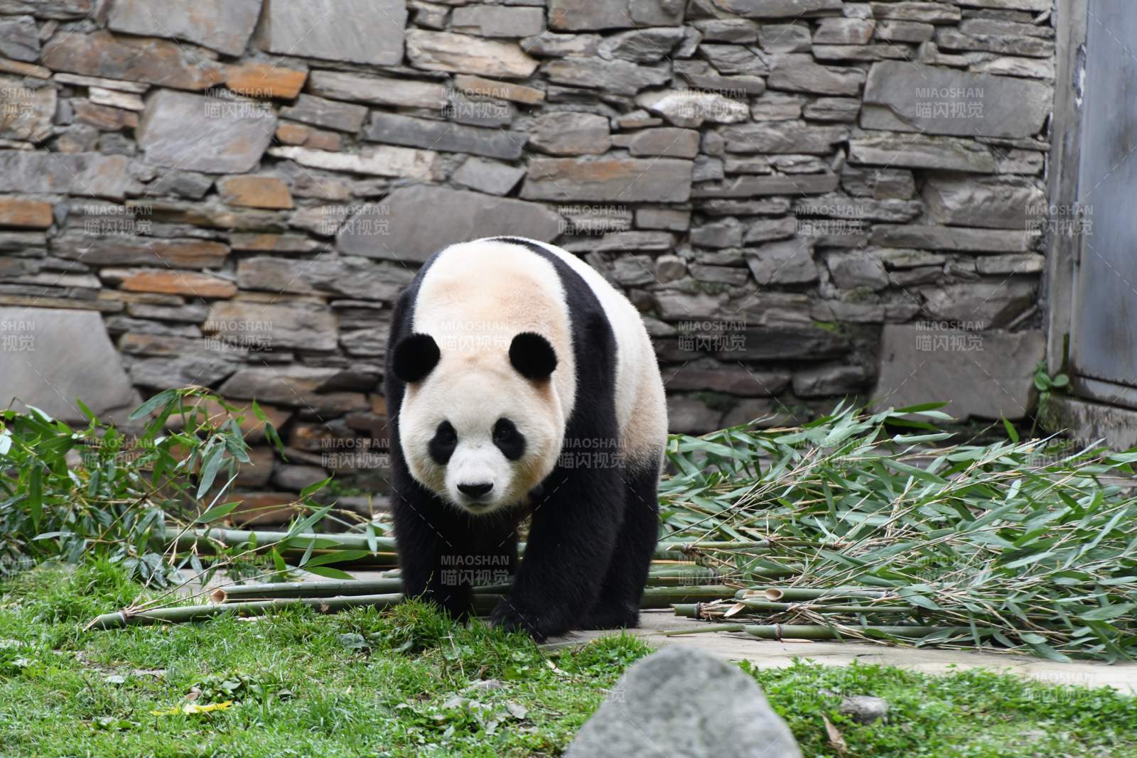 熊貓?jiān)谥窳种新?>
      </div>
      <div   id=
