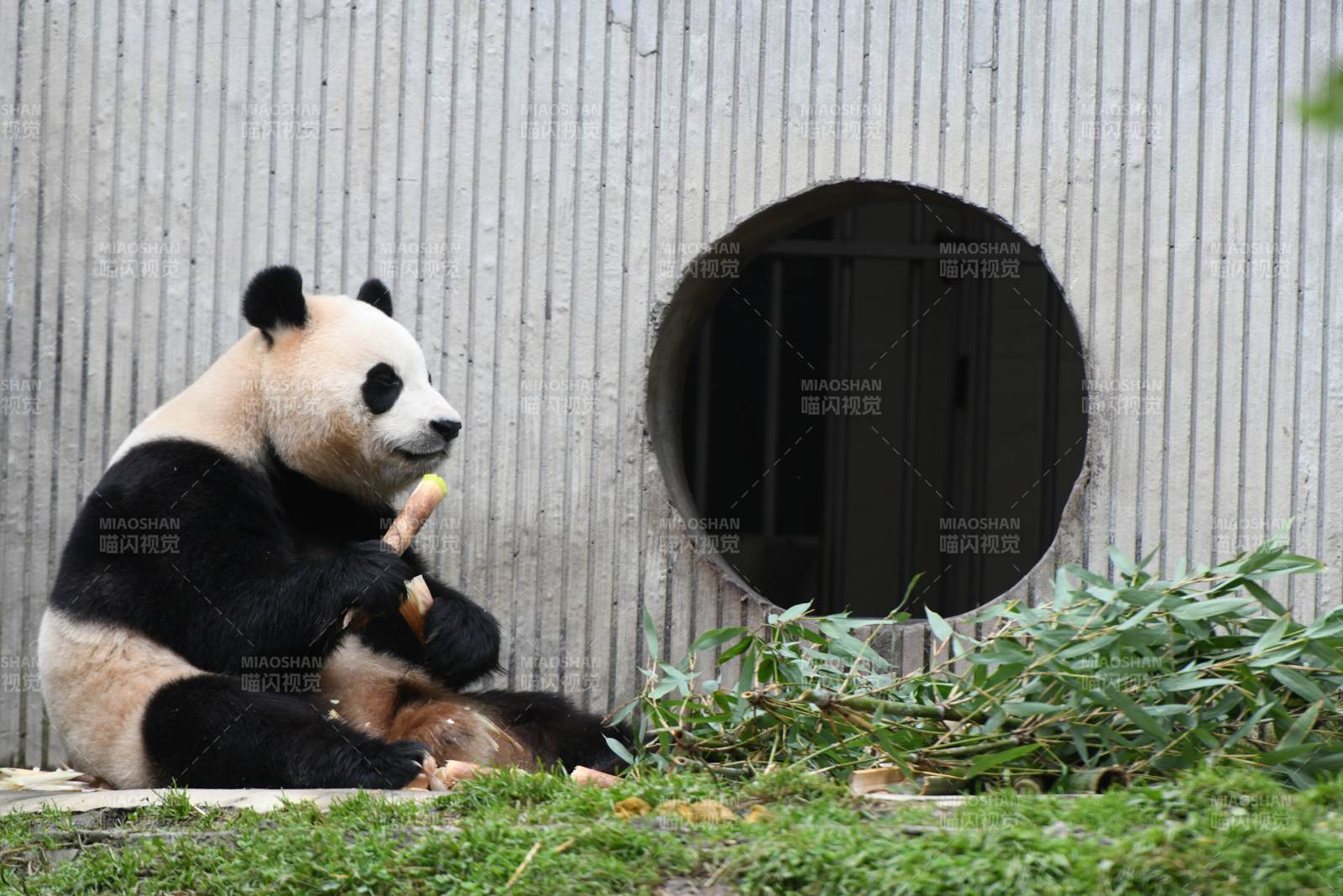 熊貓悠閑吃竹子