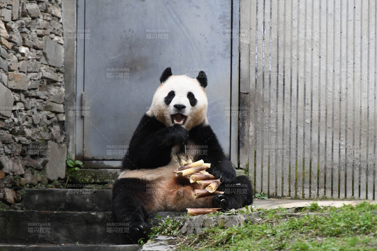熊貓享受美食時光