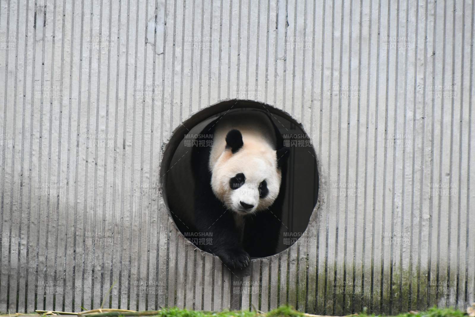 熊貓探頭圓洞好奇望