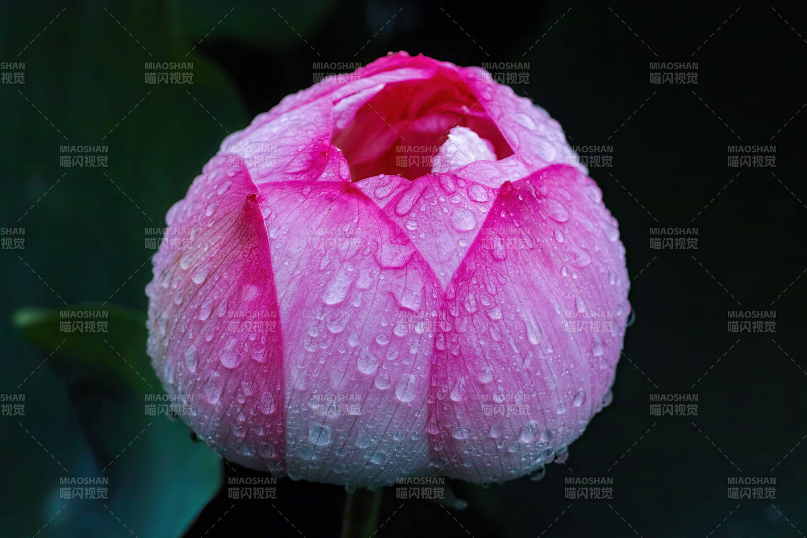 雨后粉蓮含苞待放