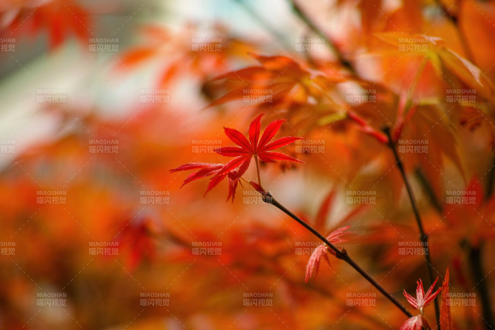 秋日紅葉映枝頭
