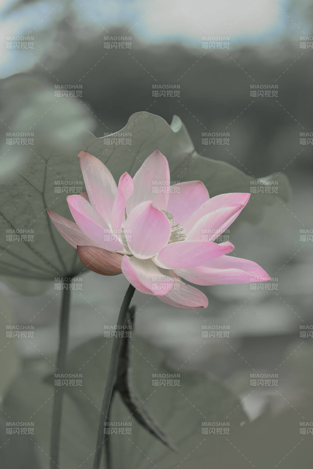 靜謐池塘中的粉色蓮花