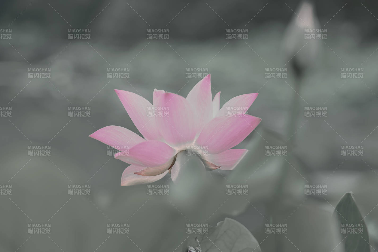 靜謐池塘中的粉色蓮花