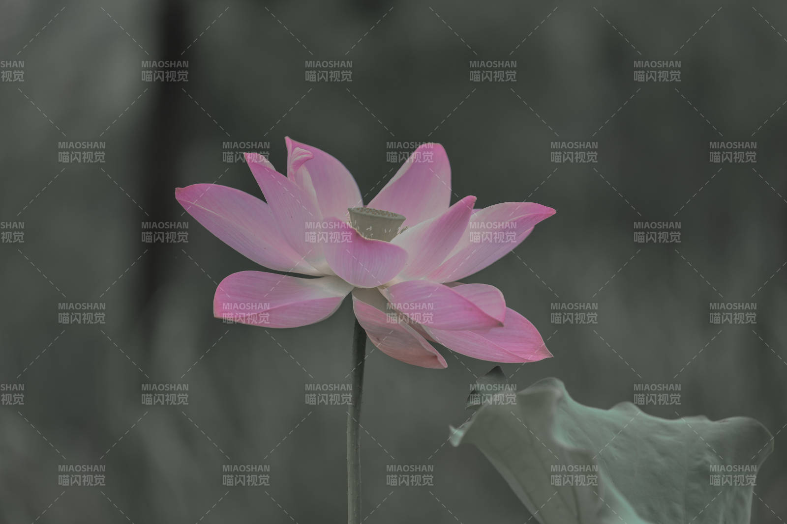 粉蓮靜謐 幽雅綻放