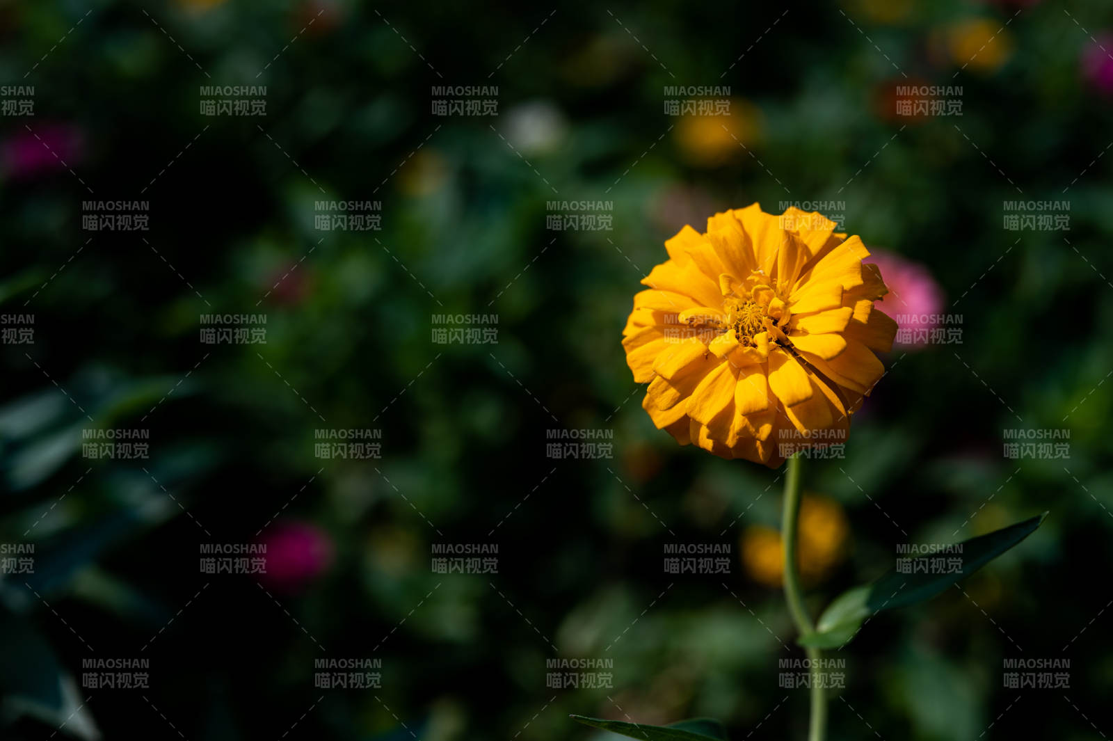 陽光下的百日菊