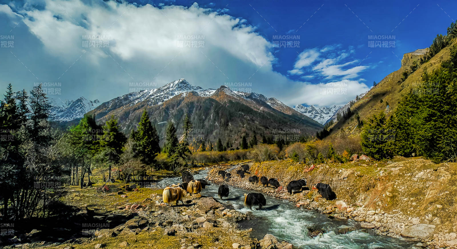 雪山溪流牦牛群（遠眺川西雪山）