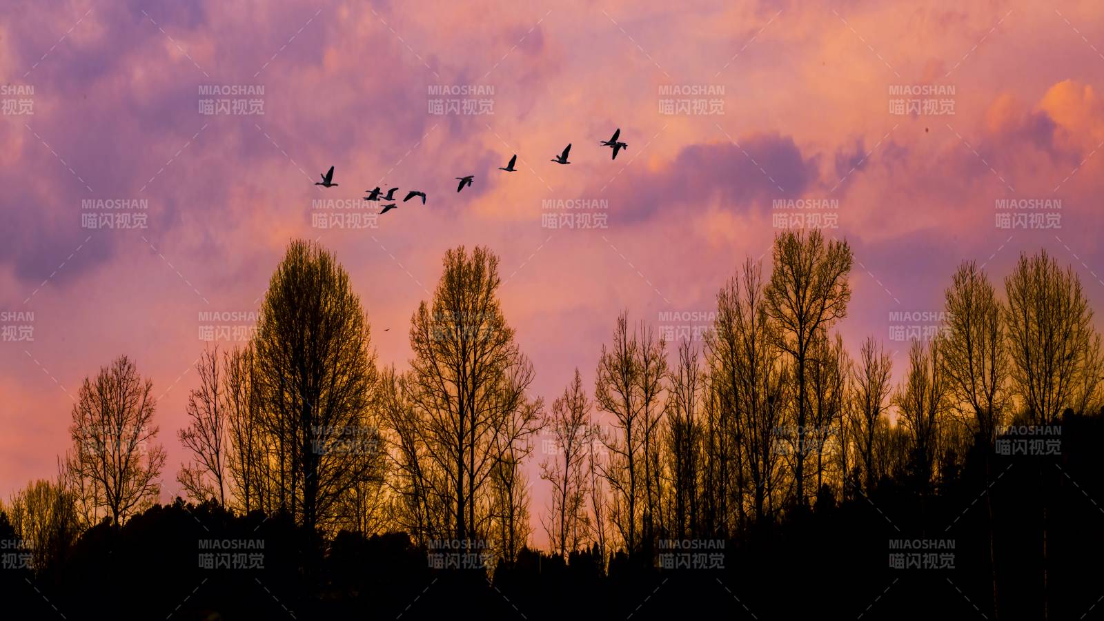 夕陽下的飛鳥與樹林