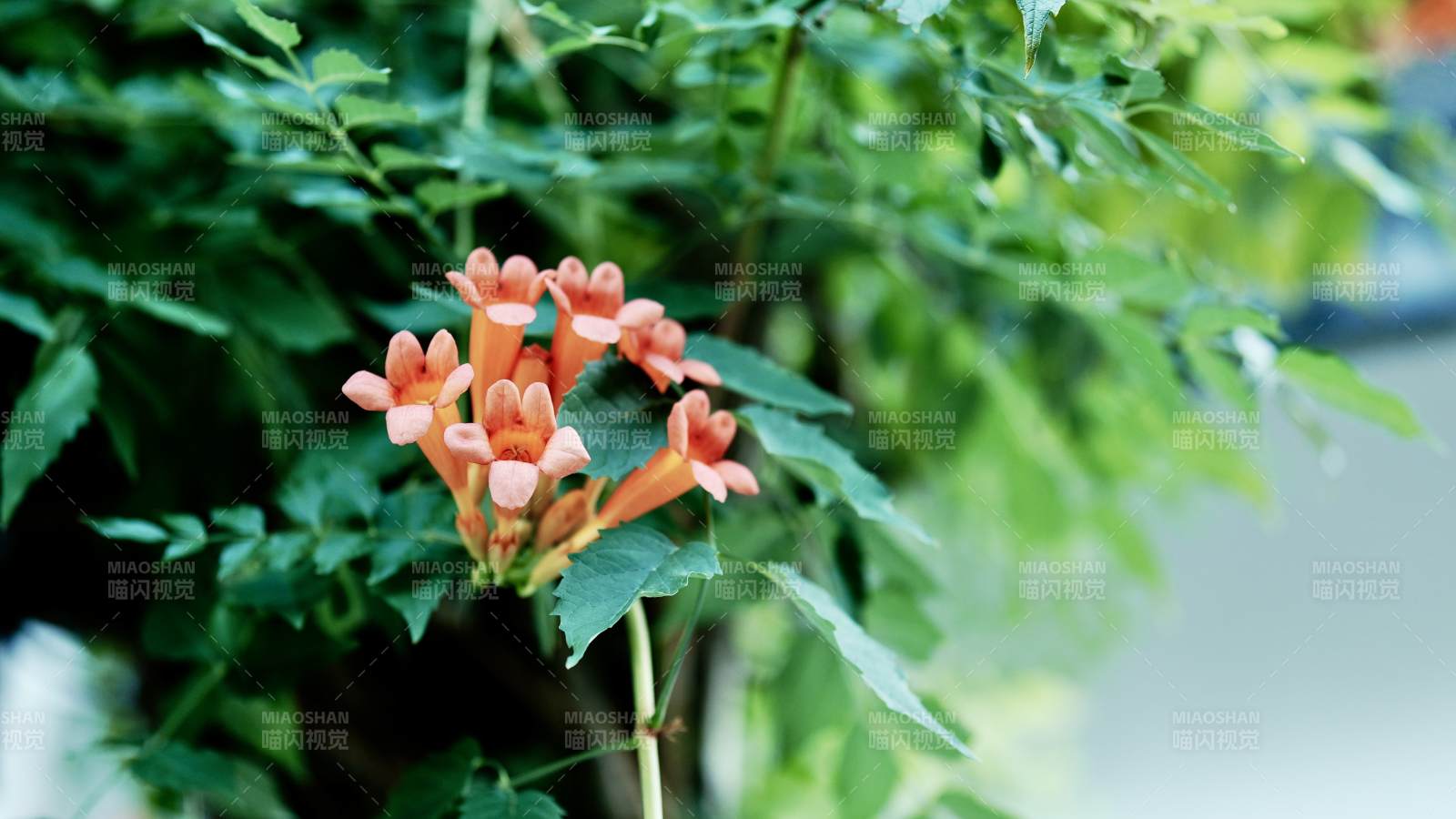 橙色凌霄花綻放枝頭