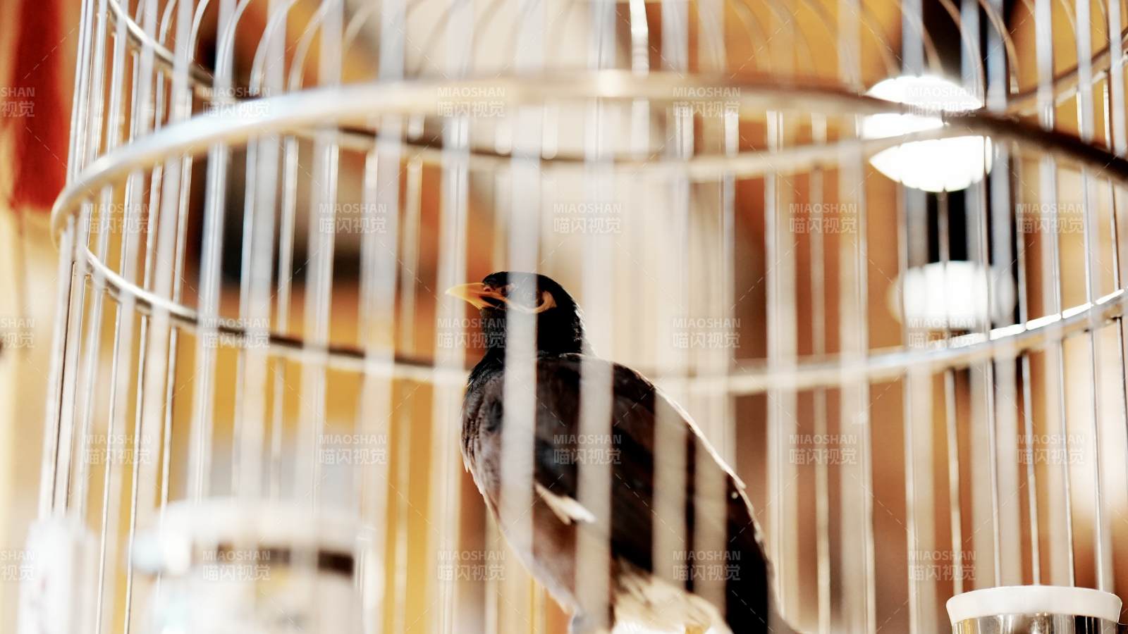 籠中的鳥兒靜待飛翔