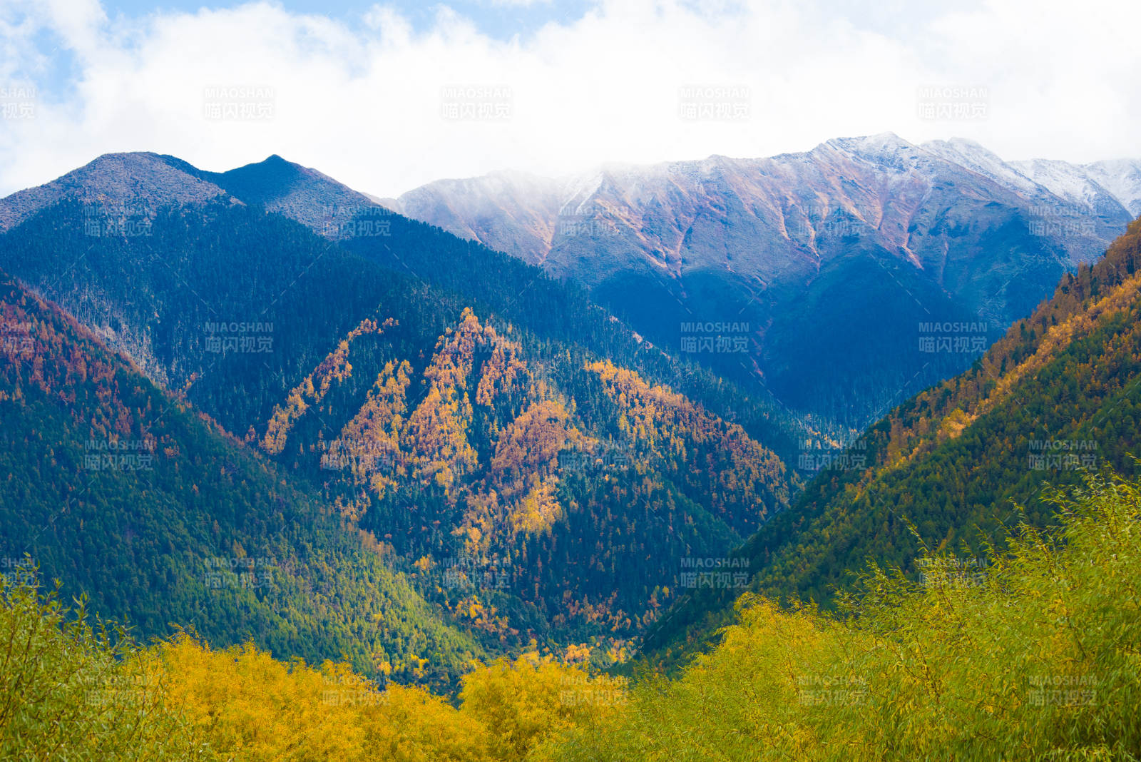 秋山云霧 金黃滿(mǎn)谷