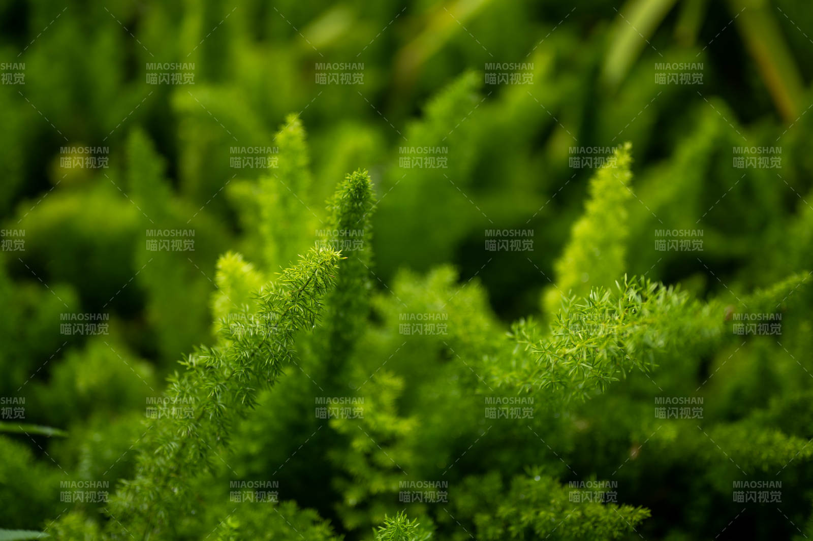 綠意盎然的植物特寫