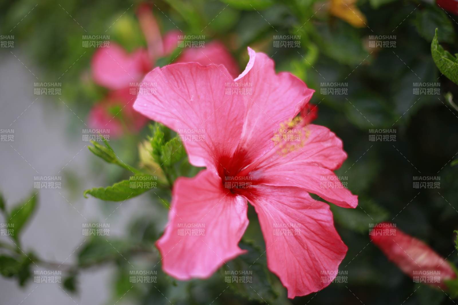 粉色芙蓉花綻放枝頭
