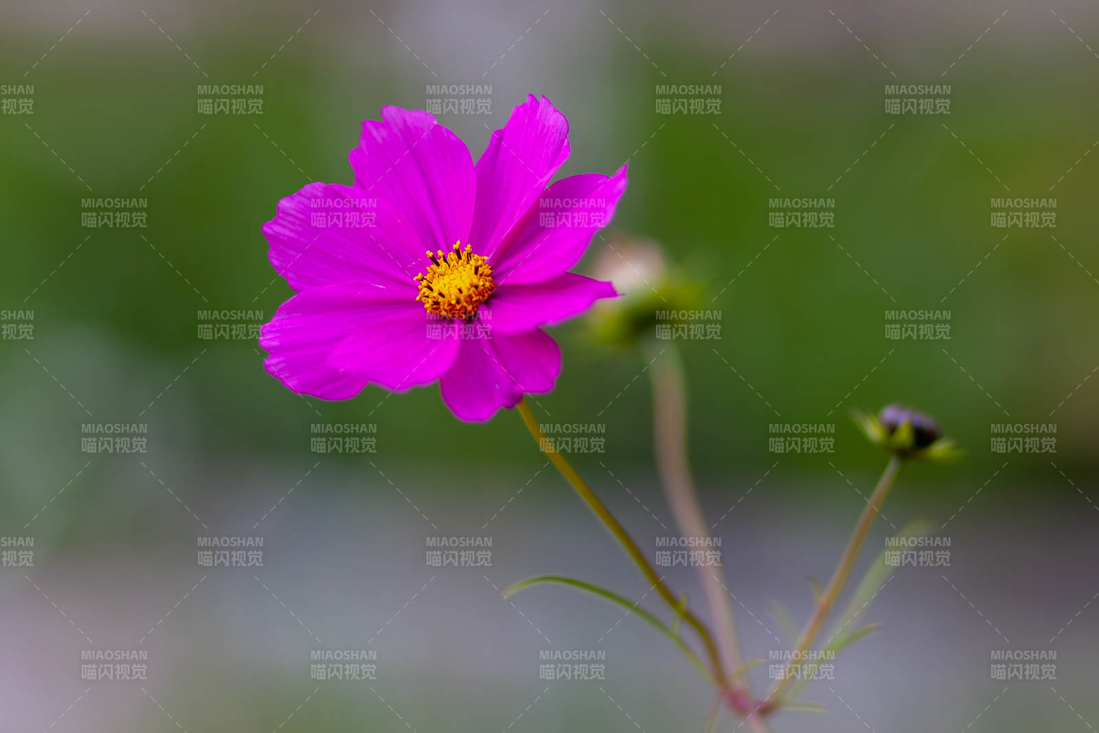 粉紅花朵在風中綻放