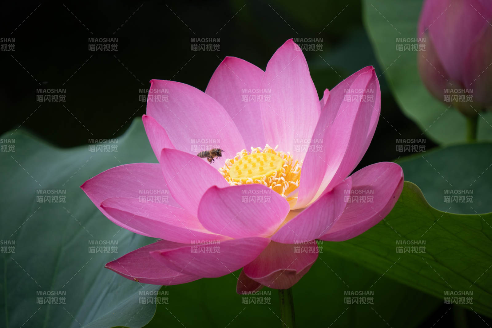 粉蓮綻放 蜜蜂采蜜
