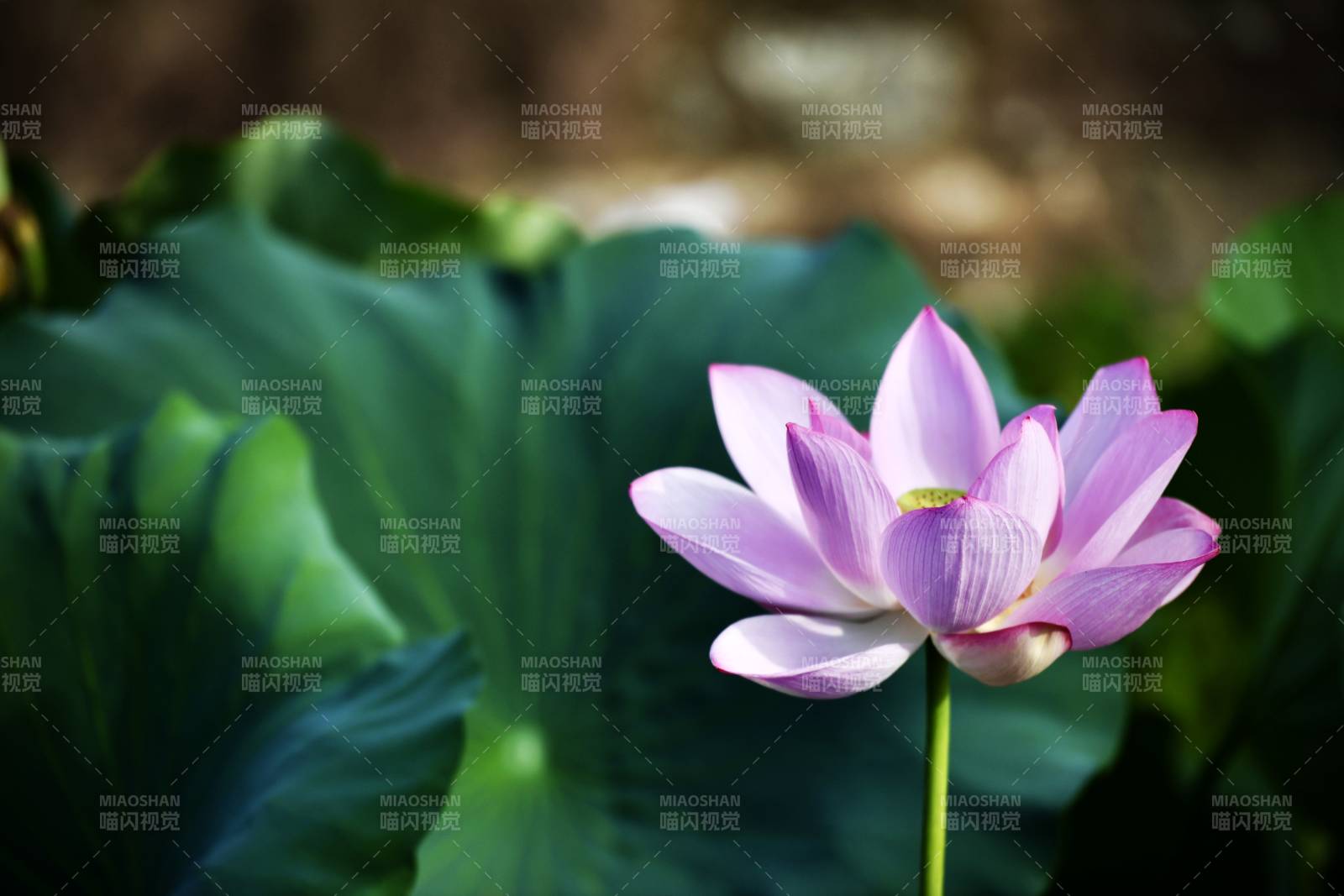 蓮花綻放 綠葉相伴