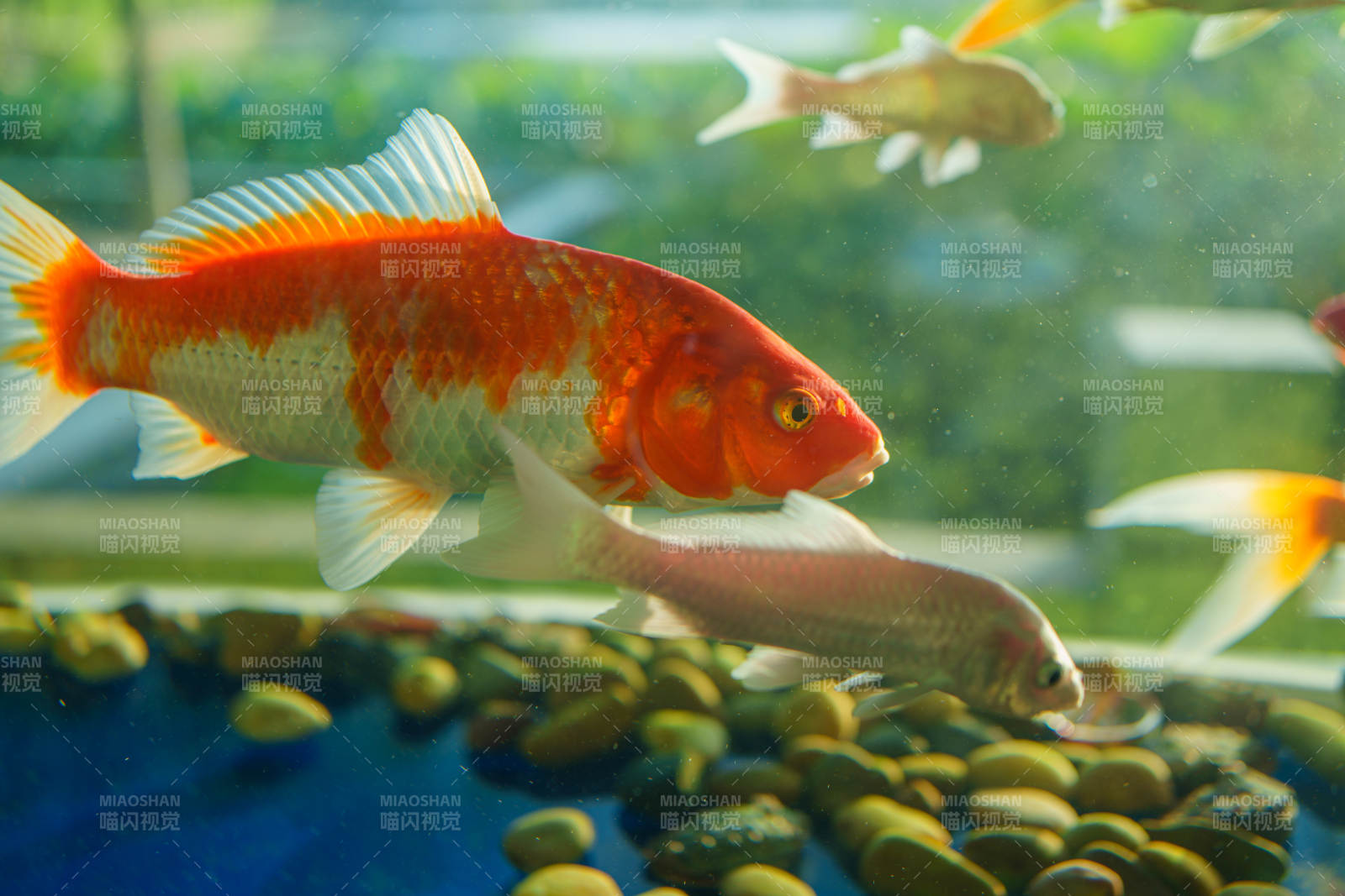 金魚游動在水族箱中