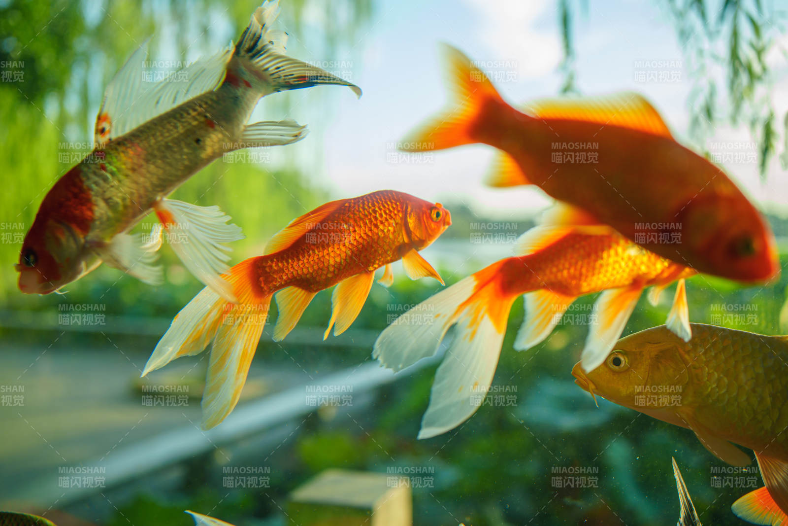金魚游動 水下美景
