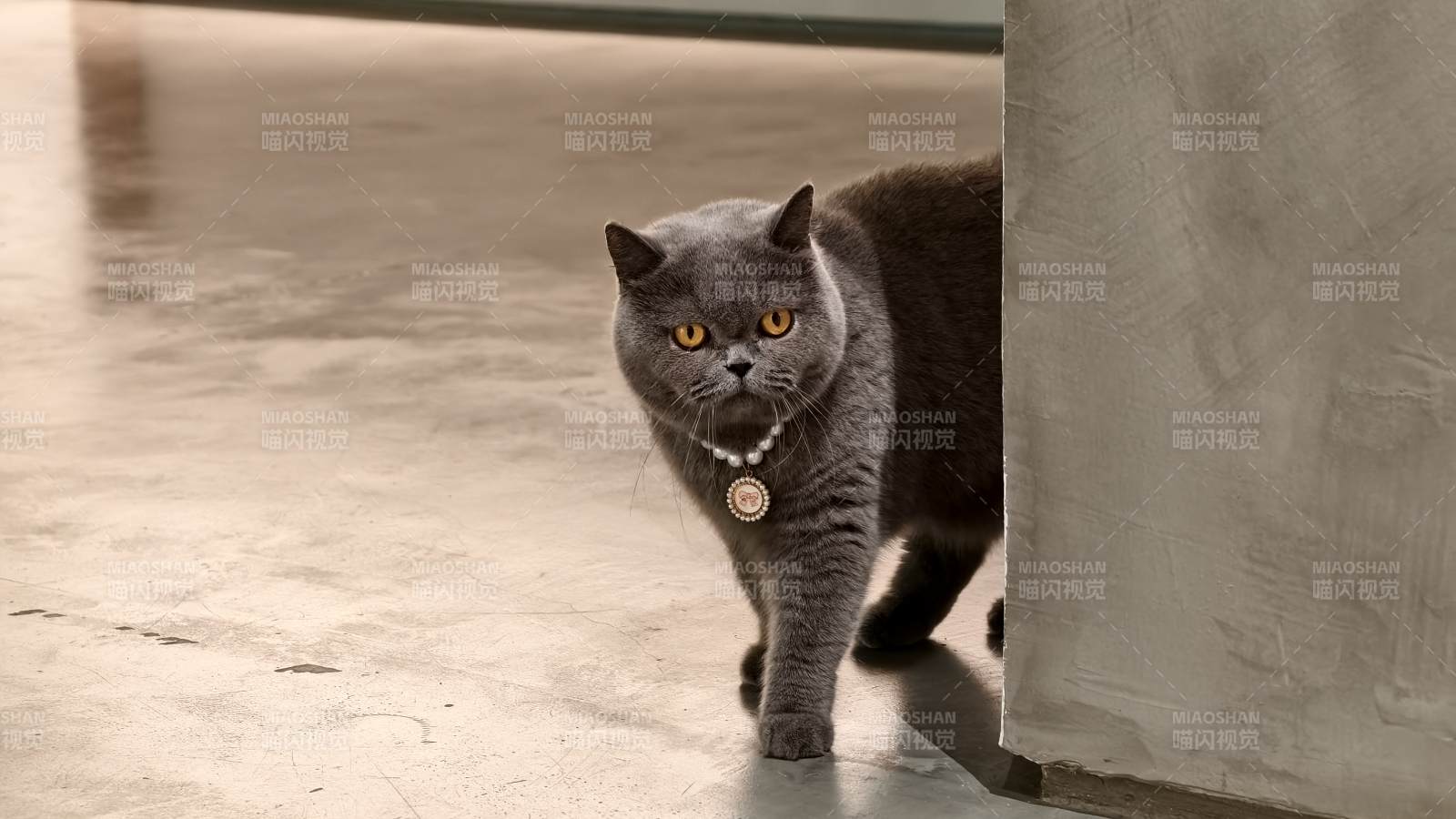 灰色貓咪悠閑漫步