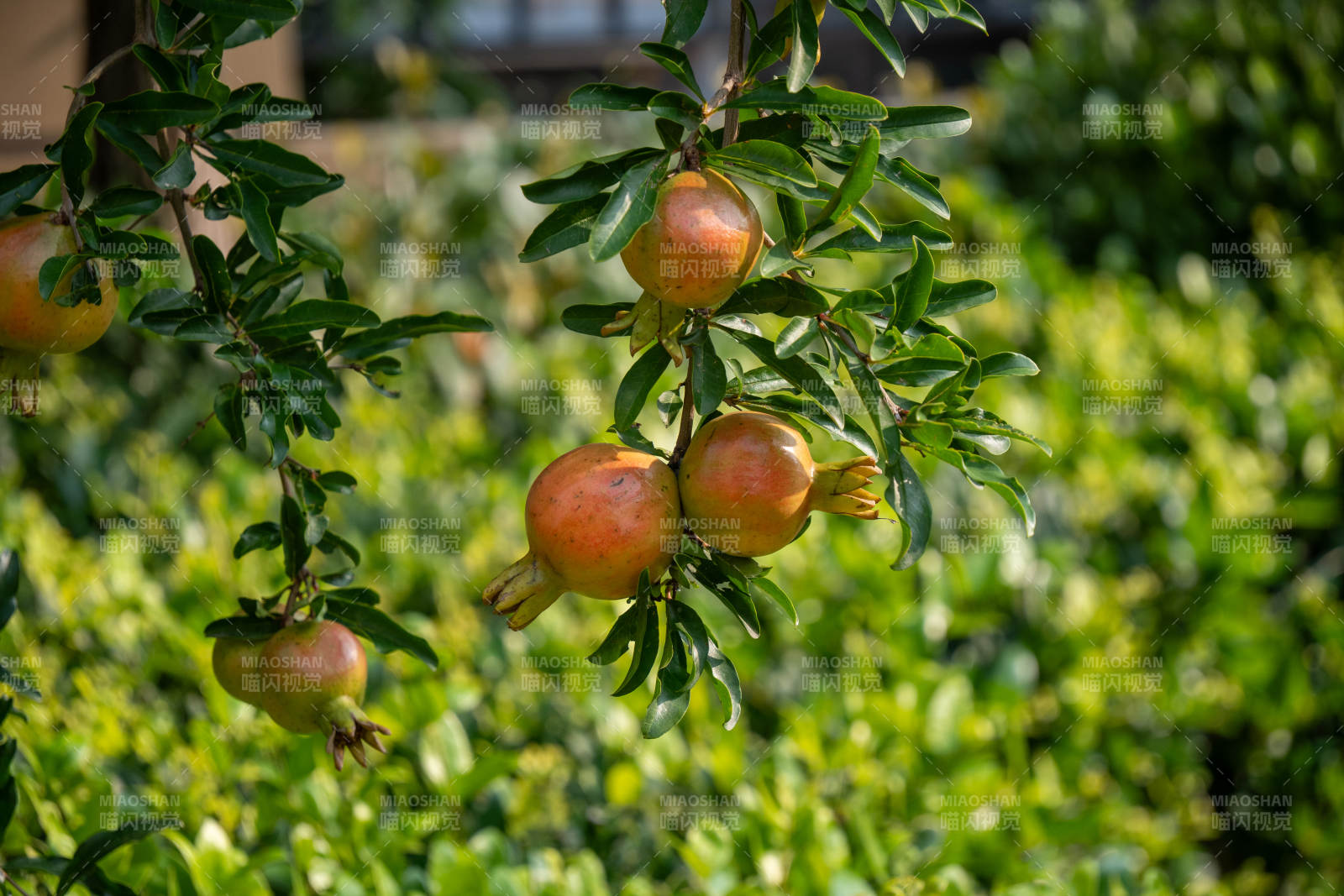 枝頭掛滿石榴果
