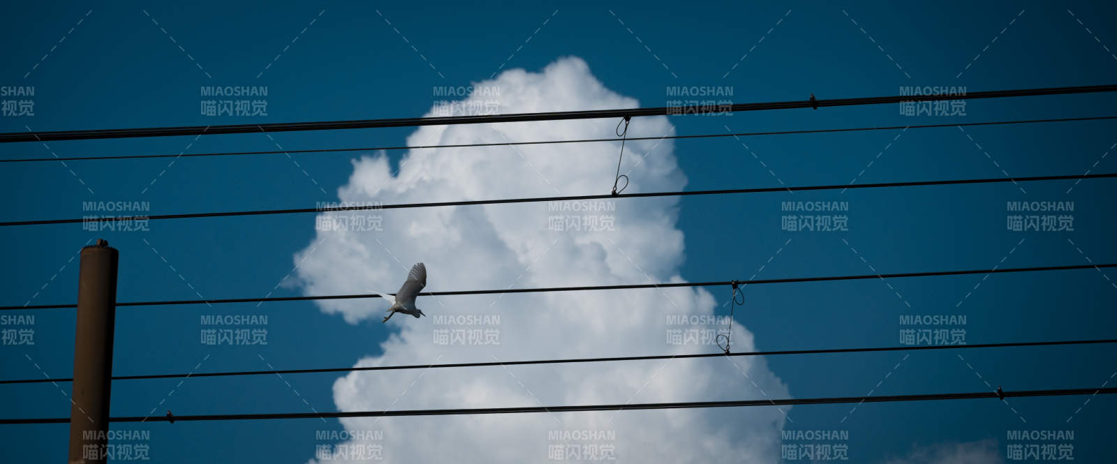電線上的鳥與云朵