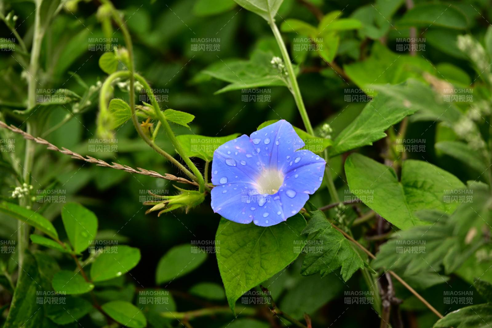 藍色牽牛花在綠葉中綻放