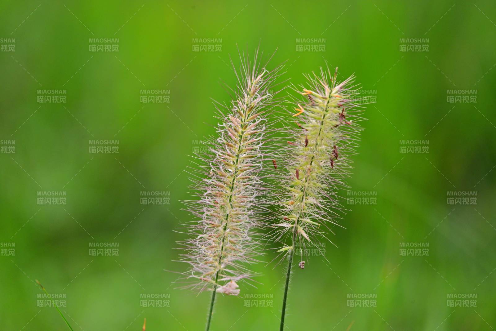 風中搖曳的狗尾巴草