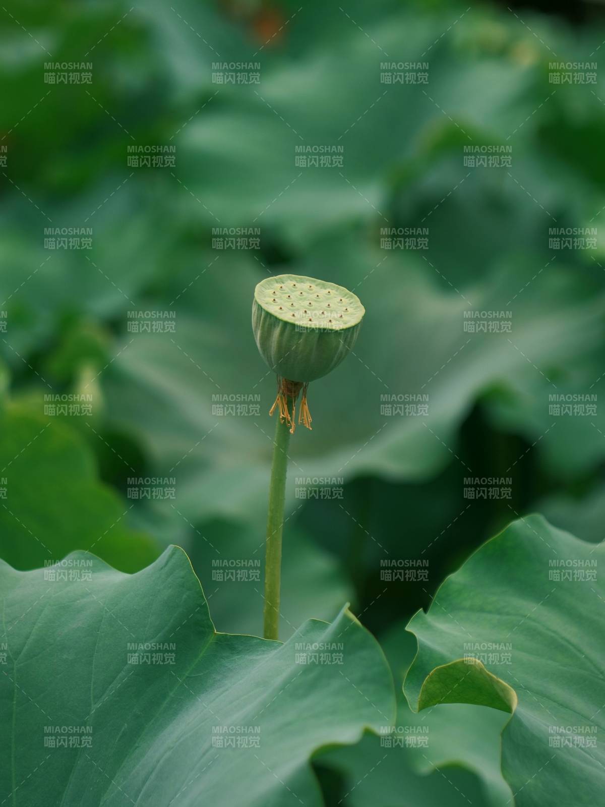蓮蓬靜立綠葉間