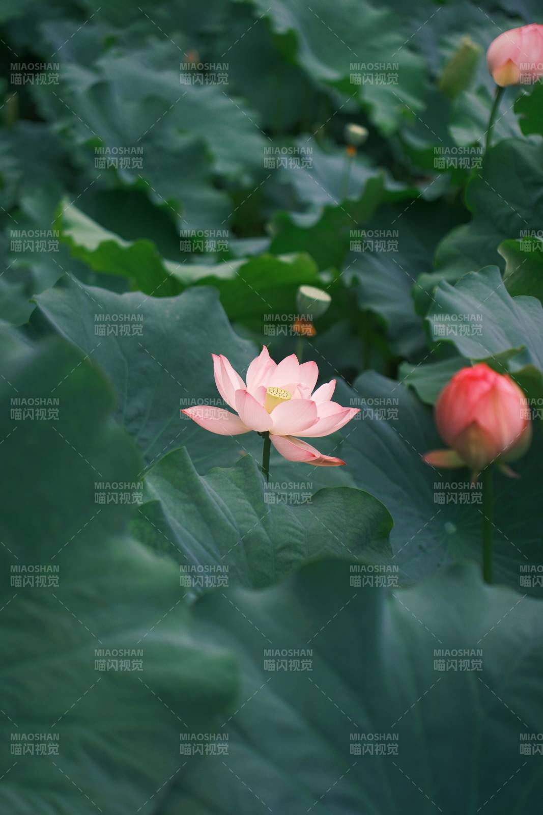 荷塘靜謐 蓮花綻放