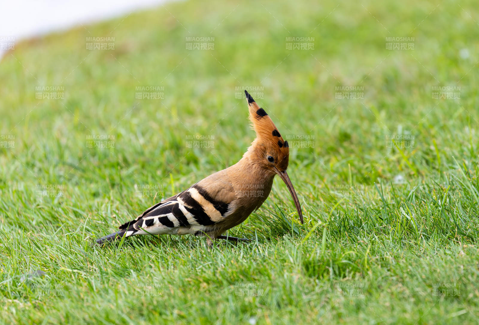 戴勝鳥在草地上覓食