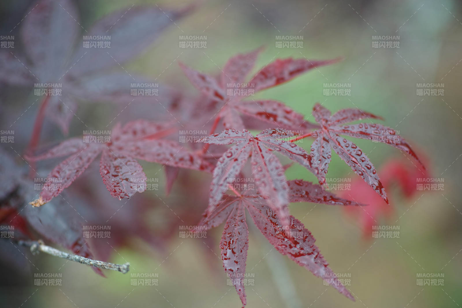 秋日紅葉 靜謐之美