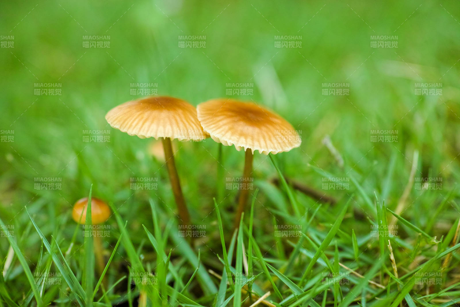 草地上三朵小蘑菇