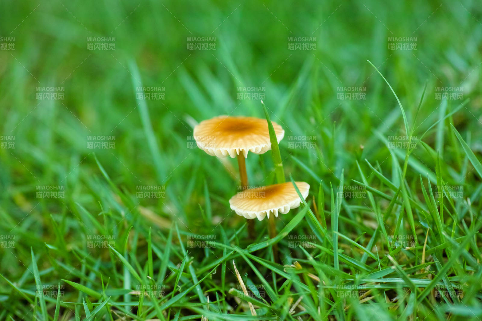 草地上兩朵小蘑菇